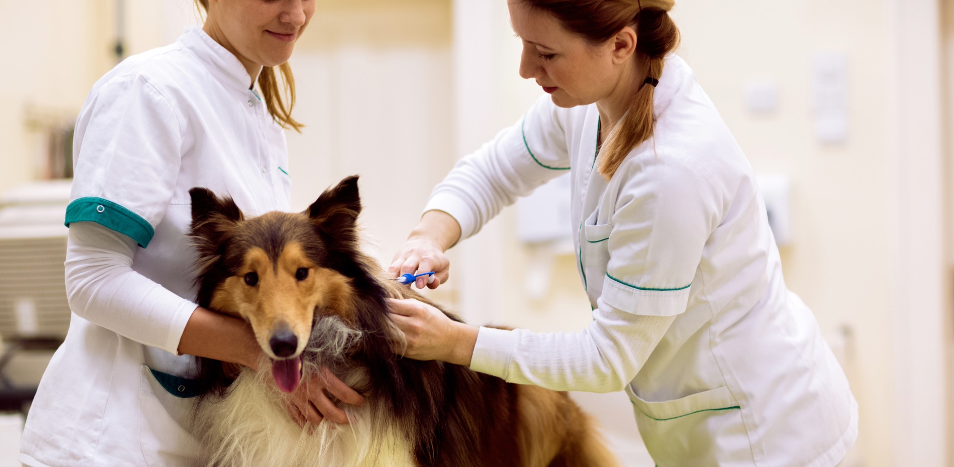 Commercial dog care facility liability after an animal attack