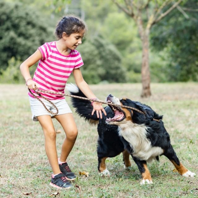 Child injury scene related to a dog bite claim in a park